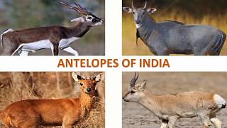 Antelopes of India 🇮🇳  Mammals  Indian Animals [upl. by Zoes]