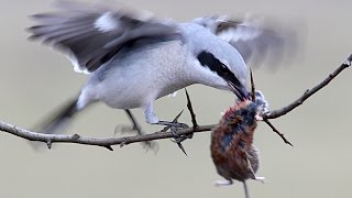 Great Grey SHRIKE bird with a prey [upl. by Amluz]