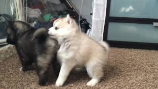 Best Bowtie Pomsky Love  Pomsky Mini Husky Playing [upl. by Mooney]