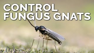 Foolproof Fungus Gnat Prevention and Control [upl. by Quentin]