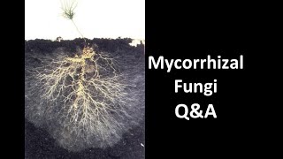 Do You Need to Buy or Gather Mycorrhizal Fungi [upl. by Chenee]