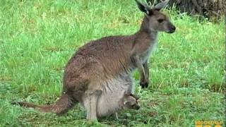 Kangaroo Kids Joeys at Brookfield Zoo [upl. by Adyela]