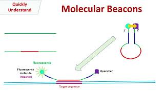 Molecular Beacons [upl. by Lessard49]