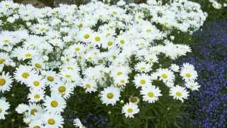 Proven Winners® Gardener Channel Proven Winners® Daisy May® Leucanthemum [upl. by Elconin912]