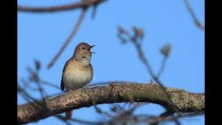 Der Gesang der Nachtigall [upl. by Iram]