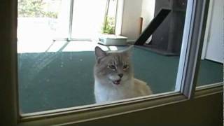 Talking Cat Uses Speech Buttons To Swear At Owner [upl. by Moffit]