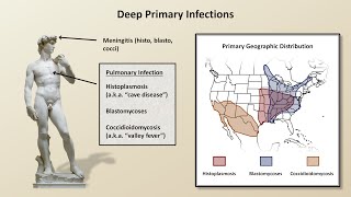 An Overview of Fungal Infections Fungal Infections  Lesson 2 [upl. by Rogerg]