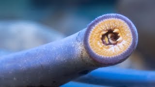 The Pacific lamprey your ancient neighbor [upl. by Rusert]