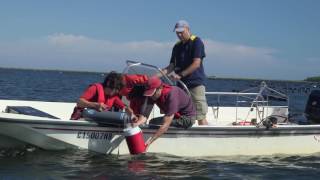 Shedding light on the effects of oyster Farming [upl. by Nila870]