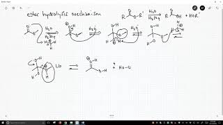 mechanism of ester hydrolysis [upl. by Selokcin]