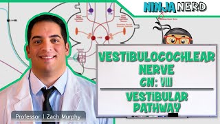 Neurology  Vestibulocochlear Nerve  Cranial Nerve VIII Vestibular Pathway [upl. by Idalla]