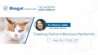 Treating Feline Infectious Peritonitis FIP [upl. by Wirth]