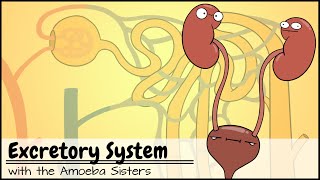 Excretory System and the Nephron [upl. by Halas]