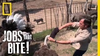 Wrestling an Ostrich  Jobs That Bite [upl. by Topper]