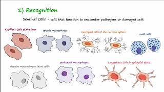 The Inflammatory Response [upl. by Wobniar]