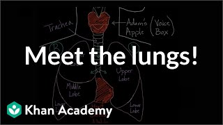 Meet the lungs  Respiratory system physiology  NCLEXRN  Khan Academy [upl. by Aitsirhc]