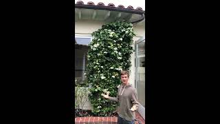 Stephanotis Fragrant Flowering Vine for Indoors or Outdoors [upl. by Avlasor]