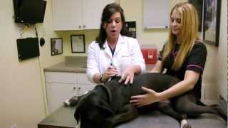 How to apply topical medication on a dogs skin [upl. by Ziegler393]