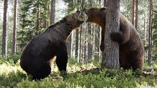 INTENSE BEAR FIGHT caught on camera  3 different angles [upl. by Aviv]