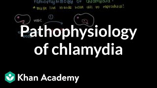 Pathophysiology of chlamydia  Infectious diseases  NCLEXRN  Khan Academy [upl. by Hebner]