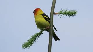 Western Tanagers [upl. by Aksehcnarf748]