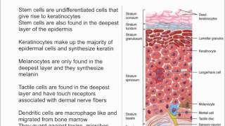 Cells of the Epidermis [upl. by Hanyaz]