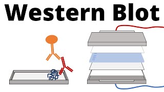 Western Blot  Protein Immunoblot explained [upl. by Ferullo]