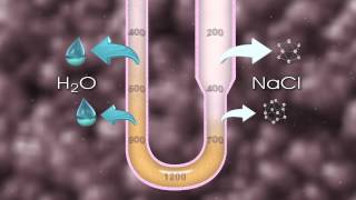 Urine Formation [upl. by Naveb]