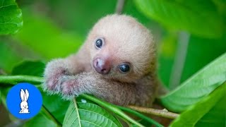 Baby Sloths Being Sloths  FUNNIEST Compilation [upl. by Drofxer]