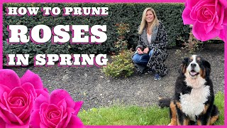 How to Prune Roses in Spring [upl. by Cerelly]