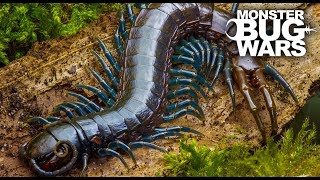 Best Centipede Showdowns  MONSTER BUG WARS [upl. by Eseer]