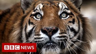 Siberian tiger roams around Chinese village  BBC News [upl. by Fleda]