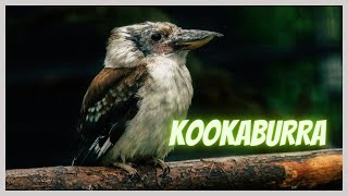 Kookaburra laughing in Australian bush Loud sounds of birds from Australia [upl. by Nomael]