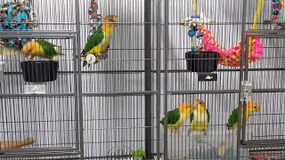 Caique Parrot Noises  Listen to Whitebellied Caique Babies [upl. by Sanfred]