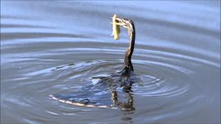 Anhinga the quotSnakebirdquot Famous spear technique for a fresh meal quotwater turkeyquot [upl. by Royd]