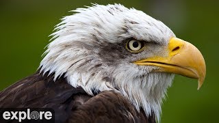 Decorah Eagles  North Nest powered by EXPLOREorg [upl. by Kinny]