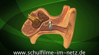 Das Ohr  Schulfilm Biologie [upl. by Yxor]