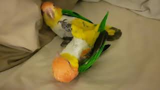 4 year old White Bellied Caique Parrots [upl. by Algie743]