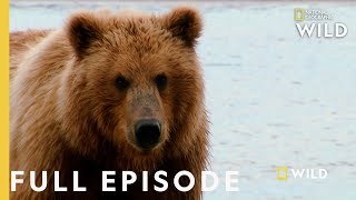 Grizzly Battleground Full Episode  Alaskas Grizzly Gauntlet [upl. by Lougheed]