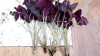 How to Divide and Propagate Oxalis Triangularis  Care Tips Purple Shamrock [upl. by Gentes937]