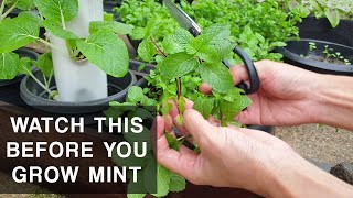 A MINTS CURSE  Mint plant care that you should know [upl. by Liamsi696]