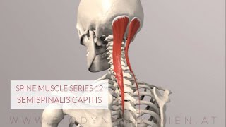 Spine Series 13 Neck Muscles Semispinalis Capitis 3D Animation [upl. by Broadbent]