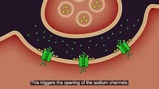 Resistance101  Insecticide classes amp modes of action [upl. by Tereb]