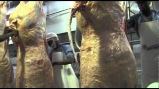 Abattoir  The slaughtering process [upl. by Ulani]