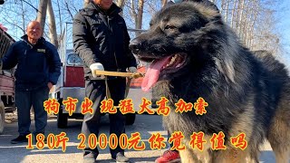 农村狗市180斤猛犬高加索，主人喊价20000元，大家看值多少錢 [upl. by Bird867]