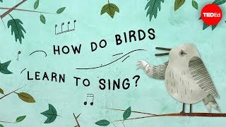 The surprising reason birds sing  Partha P Mitra [upl. by Kreg]