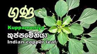 Kuppameniya  කුප්පමේනිය පැළැටිය  Acalypha indica [upl. by Bach194]