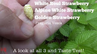 ⟹ White Soul Alpine and golden wonder Strawberries  Fragaria vesca  Strawberry Review [upl. by Notneb]