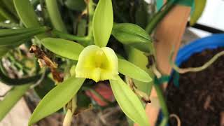 Pollinating Vanilla planifolia by hand [upl. by Edla]