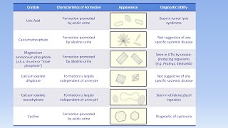 Interpretation of the Urinalysis Part 3  Microscopy and Summary [upl. by Shultz]